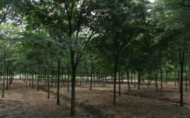 榉树的价格,揭秘高端家具原材料市场动态
