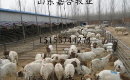 山东牛羊养殖,繁育基地集群，助力乡村振兴与畜牧业发展